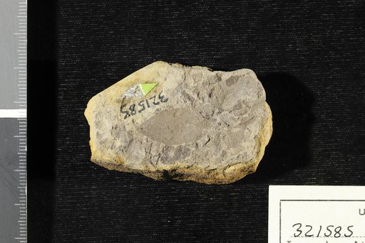 Leguminosites coronilloides Heer