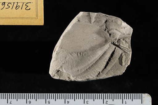 Leguminosites omphalobioides Lesquereux