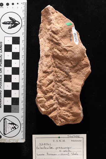 Paleotaxites praecursor White