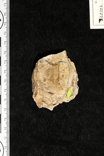 Filicites peruvianus Berry