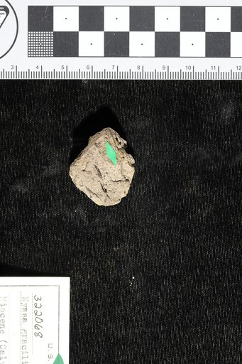 Nyssa gracilis Berry