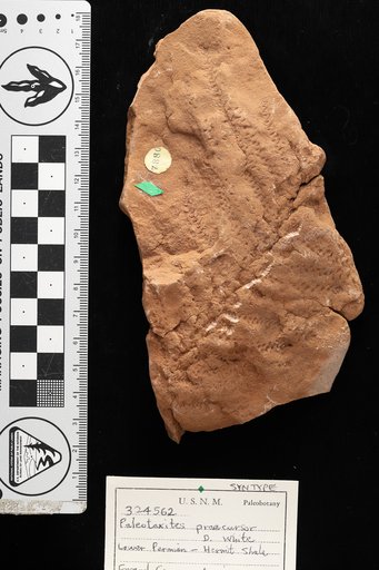 Paleotaxites praecursor White