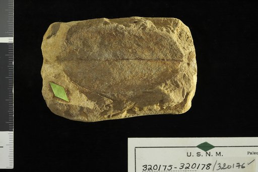 Mimusops miocenica Berry