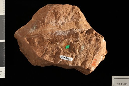 Supaia anomala White