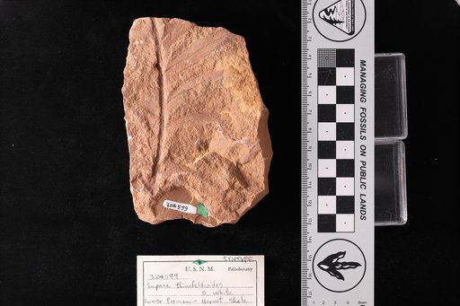 Supaia thinnfeldioides White