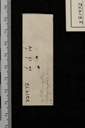 Acalypha virginica Linnaeus