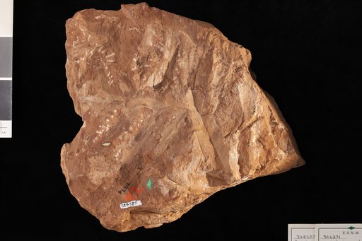 Supaia anomala White