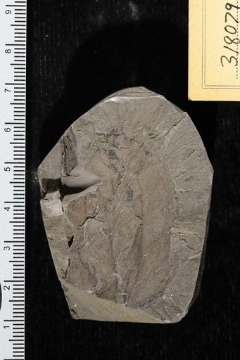 Zizyphus lamarensis Berry