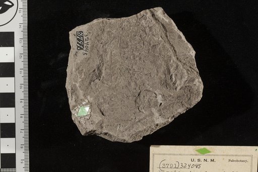 Nageiopsis microphylla Fontaine