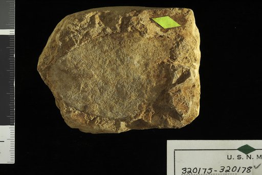Mimusops miocenica Berry