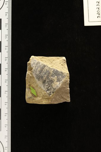 Fagara miocenica Berry