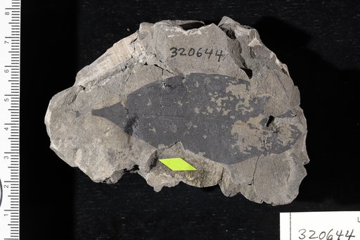 Anona speciosa Engelhardt