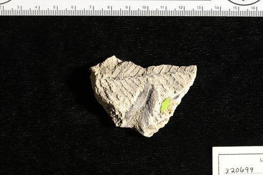 Ptilophyllum patagonicum Berry