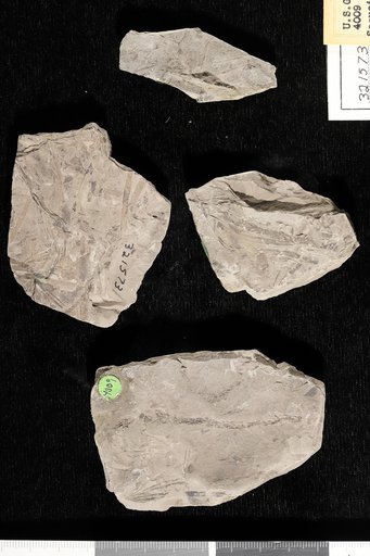 Sequoia gracilis Heer