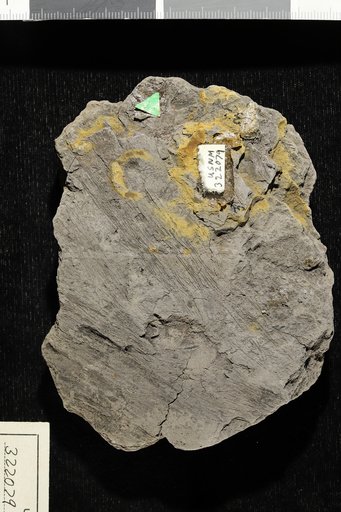 Czekanowskia capillaris Newberry