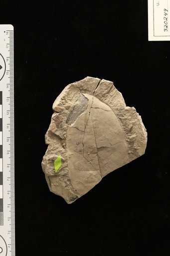 Brosimum miocenicum Berry