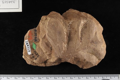 Brongniartites ? yakiensis White