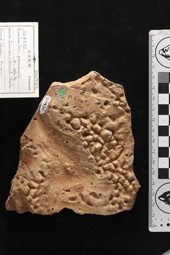 Rivularites permiensis White