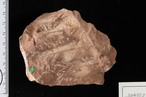 Brongniartites ? yakiensis White