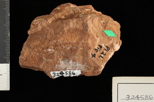 Supaia anomala White