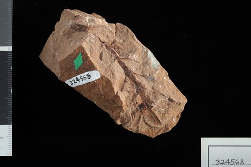Sphenophyllum gilmorei White