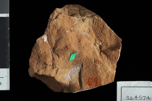 Sphenophyllum gilmorei White