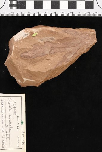 Supaia anomala White
