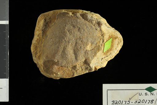 Mimusops miocenica Berry