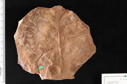 Brongniartites ? yakiensis White