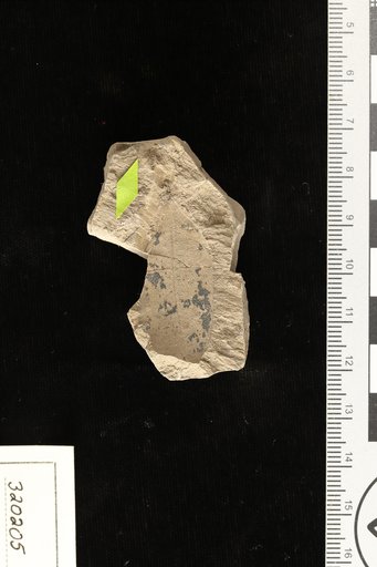 Leguminosites trinitensis Berry