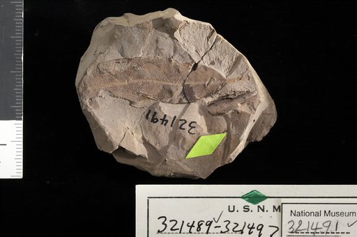 Quercus previrginiana Berry
