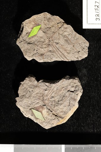 Leptostrobus longifolius Fontaine