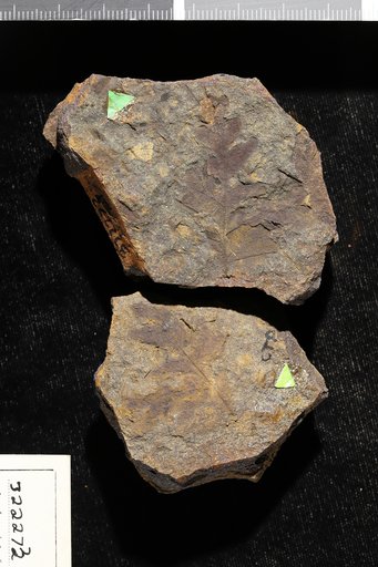 Cladophlebis socialis (Heer) Berry