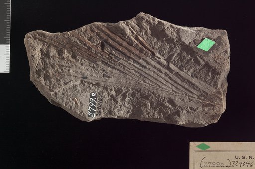 Dioonites buchianus var. angustifolius Fontaine