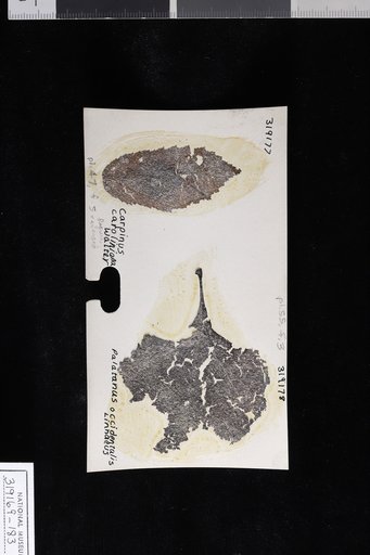 Platanus occidentalis Linnaeus