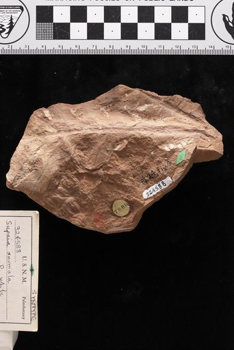 Supaia anomala White