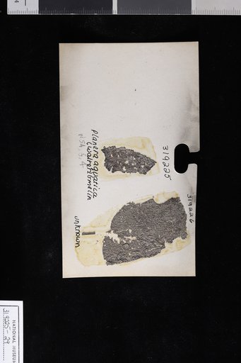 Planera aquatica (Walter) Gmelin