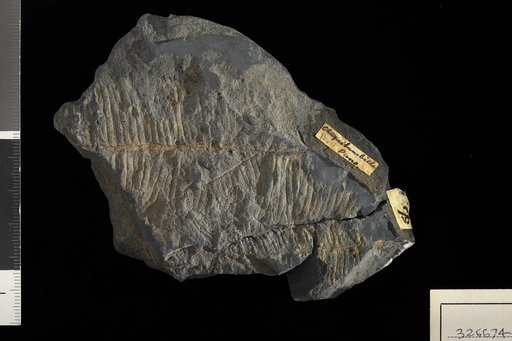 Alethopteris serlii (Brongniart) Goeppert