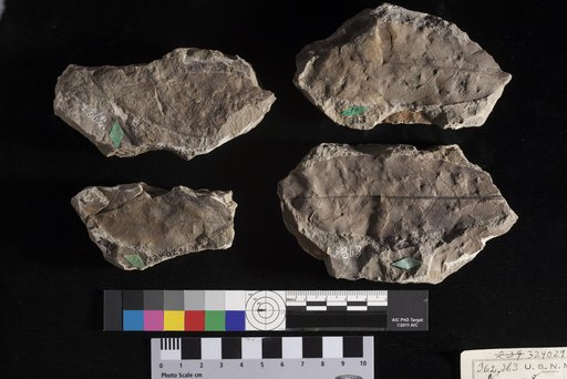 Asimina eocenica Lesquereux
