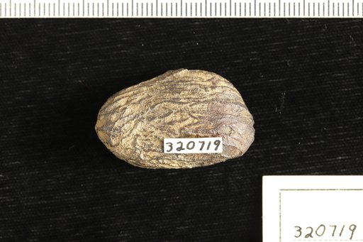 Simaruba versicoloroides Berry