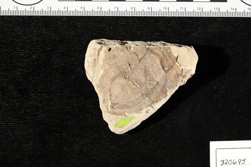 Coccolobis claibornensis Berry