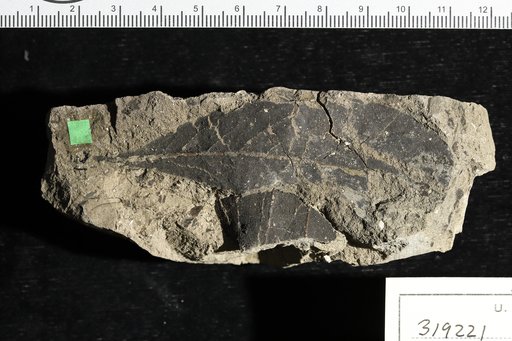 Rondeletia goldmani Berry
