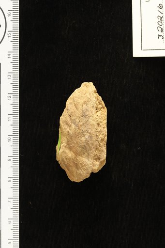 Anacardites americanus Berry