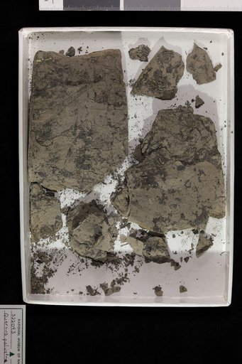 Quercus palustria Du Roi