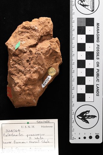 Paleotaxites praecursor White