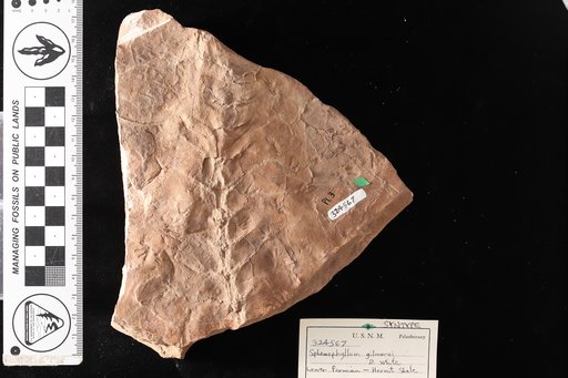 Sphenophyllum gilmorei White