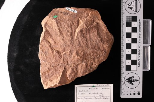 Supaia thinnfeldioides White