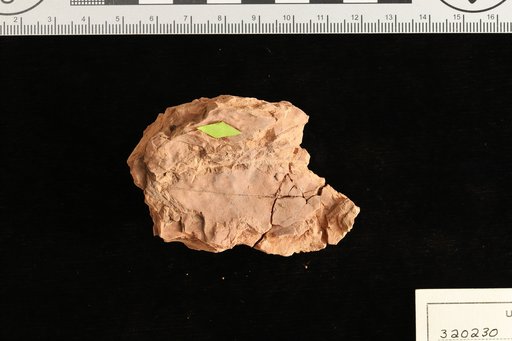 Cassia leptocarpoides Berry
