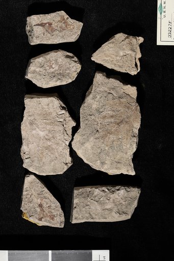 Protophyllocladus lobatus Berry