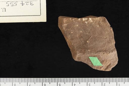 Brongniartites ? yakiensis White
